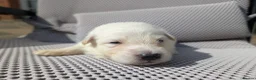 German Shepherd dogs for sale: Beautiful White Pedigree German Shepherd Puppies - Advert 17