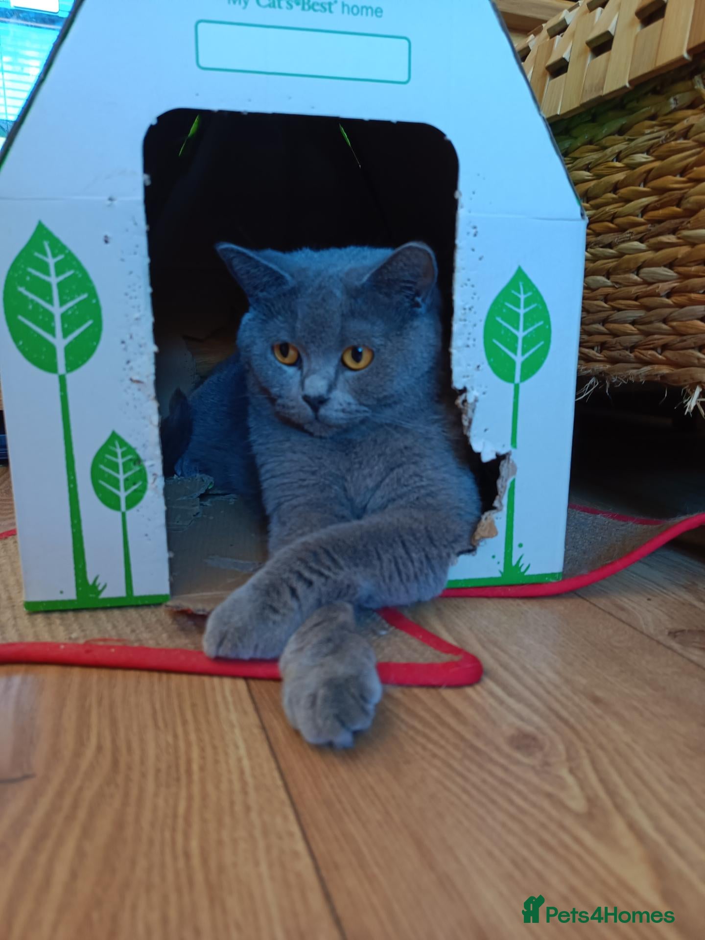 British Shorthair cats British Shorthair with pedigree kittens for sale.  - Advert 2