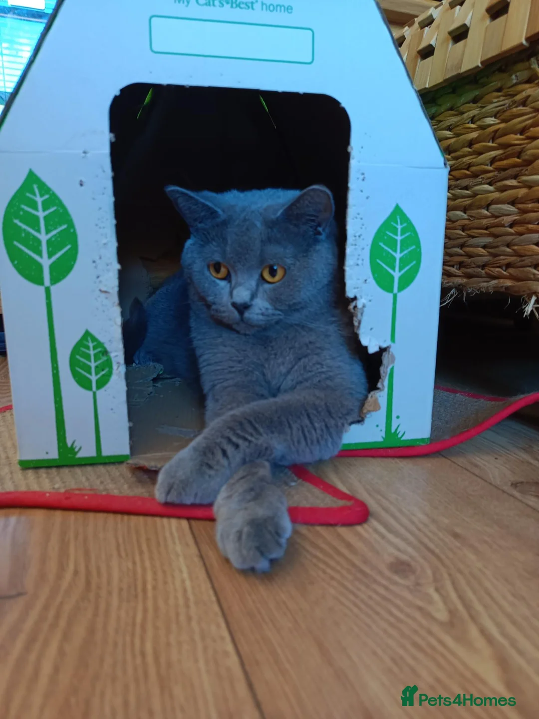 British Shorthair cats for sale: British Shorthair with pedigree kittens for sale.  - Advert 1