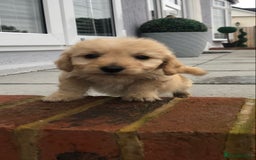 Jackapoo dogs for sale: 6 beautiful jackapoo pups - Image 19