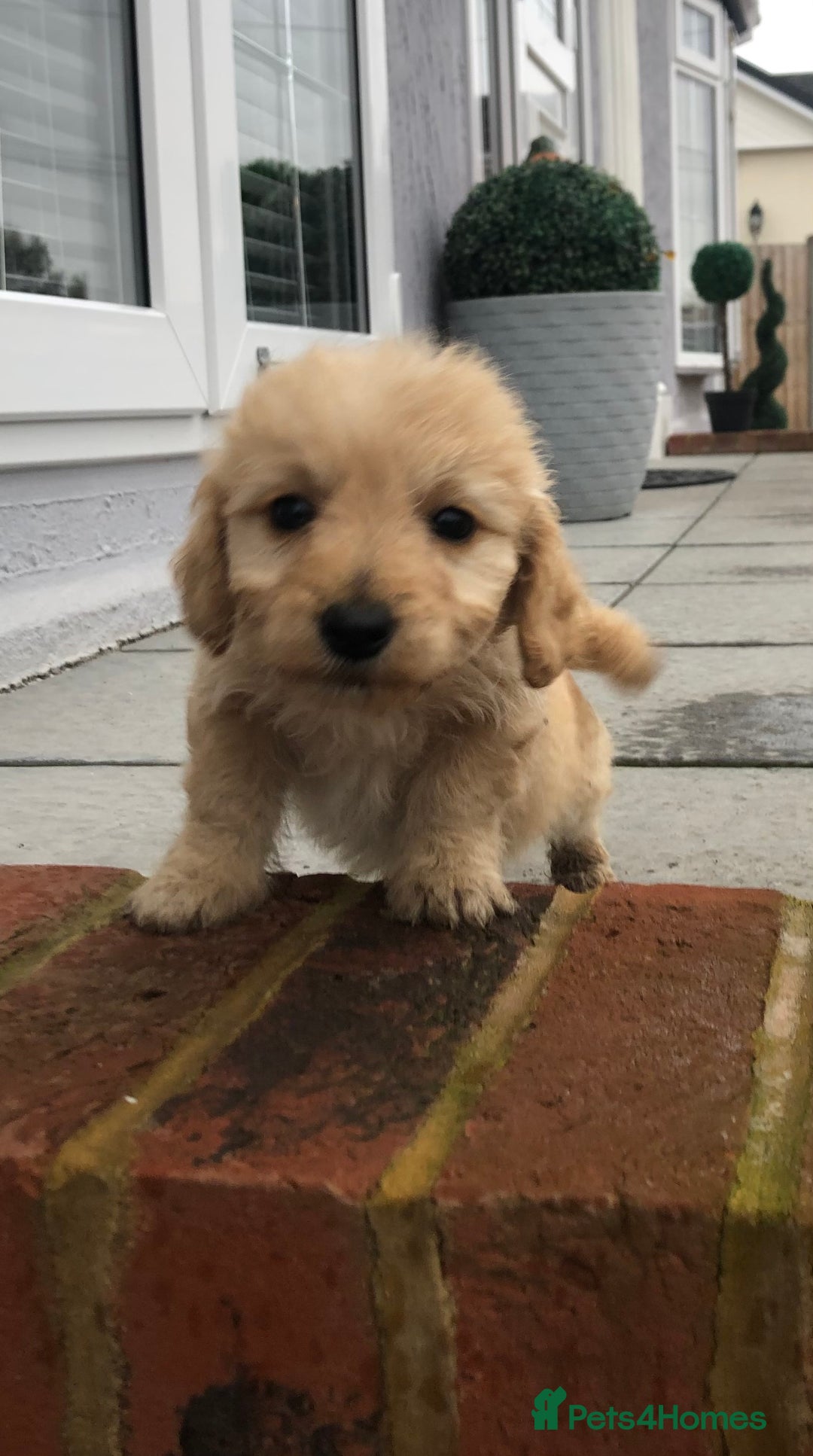 Jackapoo dogs for sale: 6 beautiful jackapoo pups - Image 19