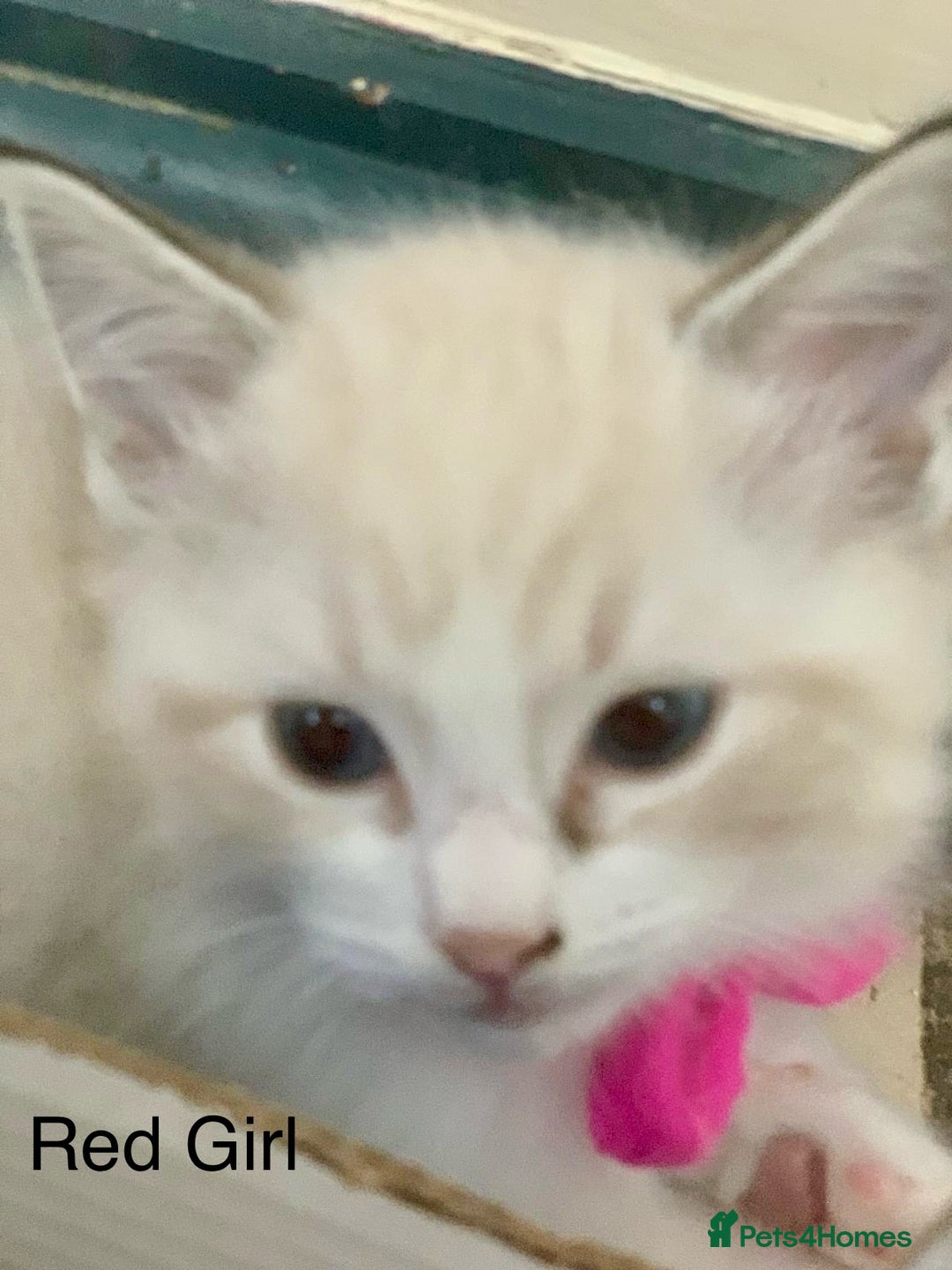 Ragdoll cats for sale: ❗️Charming Pure Ragdoll Kittens waiting love ❤️❗️ - Advert 7