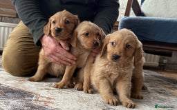 Golden Retriever dogs for sale: Golden retriever puppies - Image 4