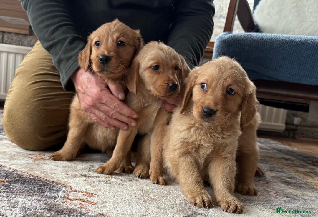 Golden Retriever dogs for sale: Golden retriever puppies - Image 4