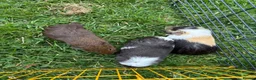 Guinea Pig rodents for sale: Beautiful friendly guinea pigs - Advert 5