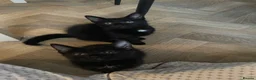 European cats for sale: Cats for sale  - Advert 10