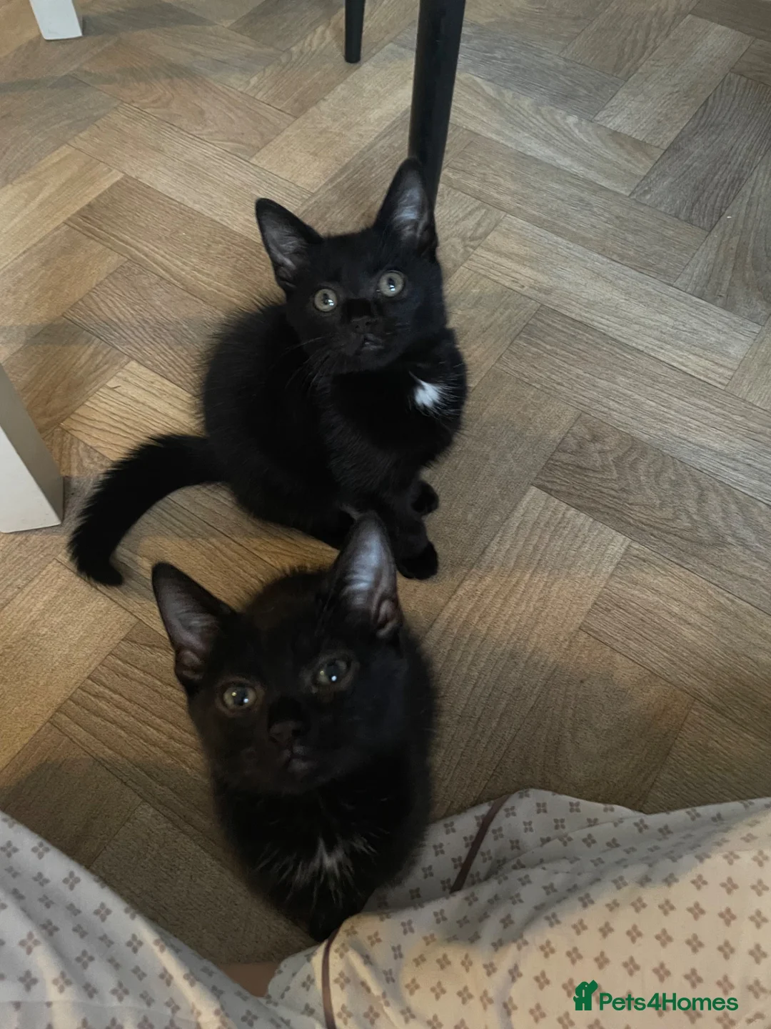 European cats for sale: Cats for sale  - Advert 10