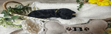 Cockapoo Puppy 4