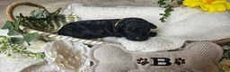 Cockapoo dogs for sale: Beautiful F1B blue merle miniature poodle  - Advert 5