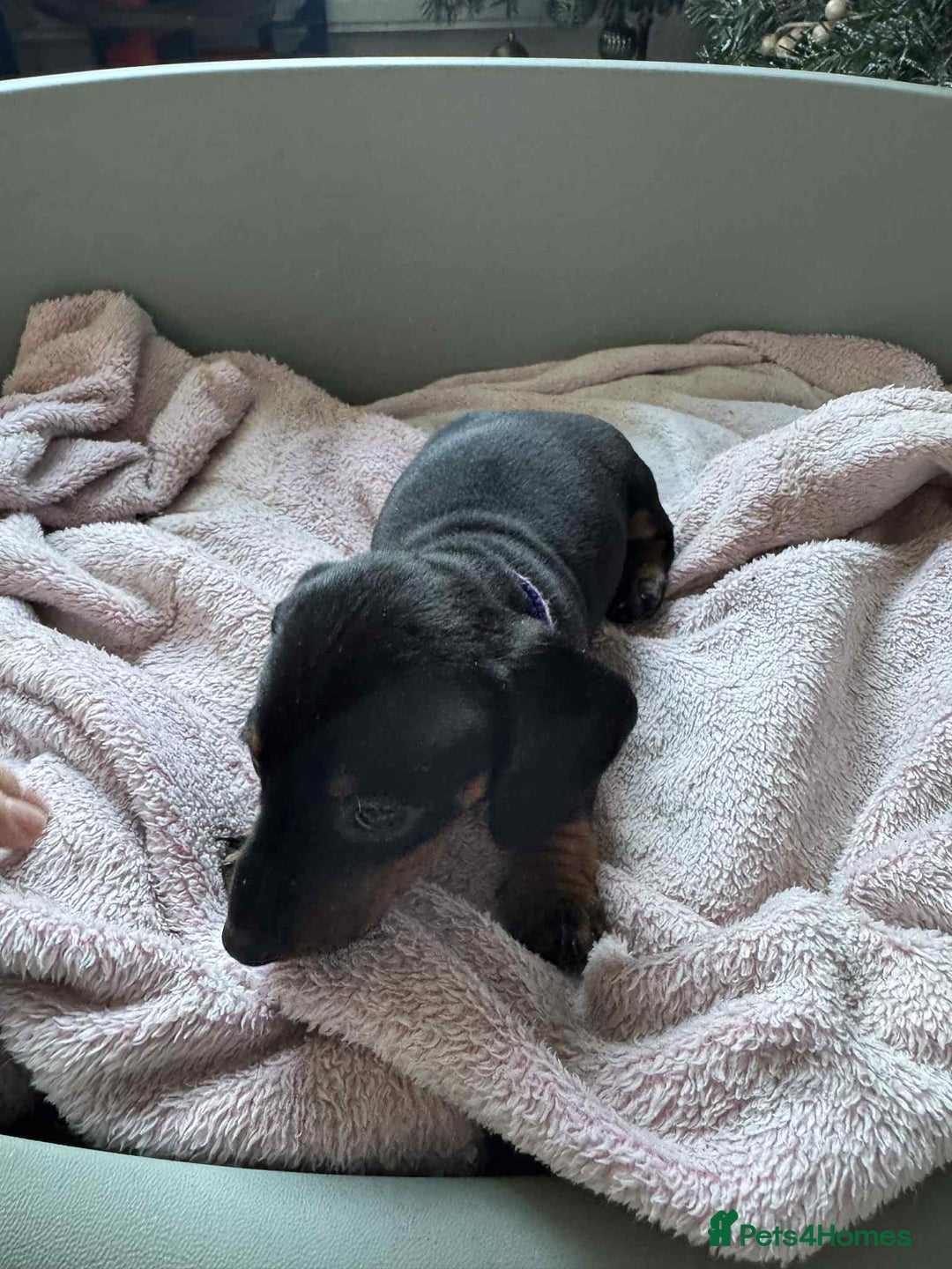 Miniature Dachshund dogs for sale: My family dogs have had a litter of 5  - Advert 15