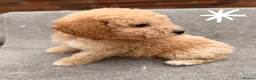 Cockapoo dogs for sale: 6 F1B COCKAPOO PUPPIES in Ashford - Advert 10