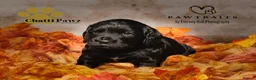 Cocker Spaniel dogs for sale: Amazing cocker spaniels  - Advert 17