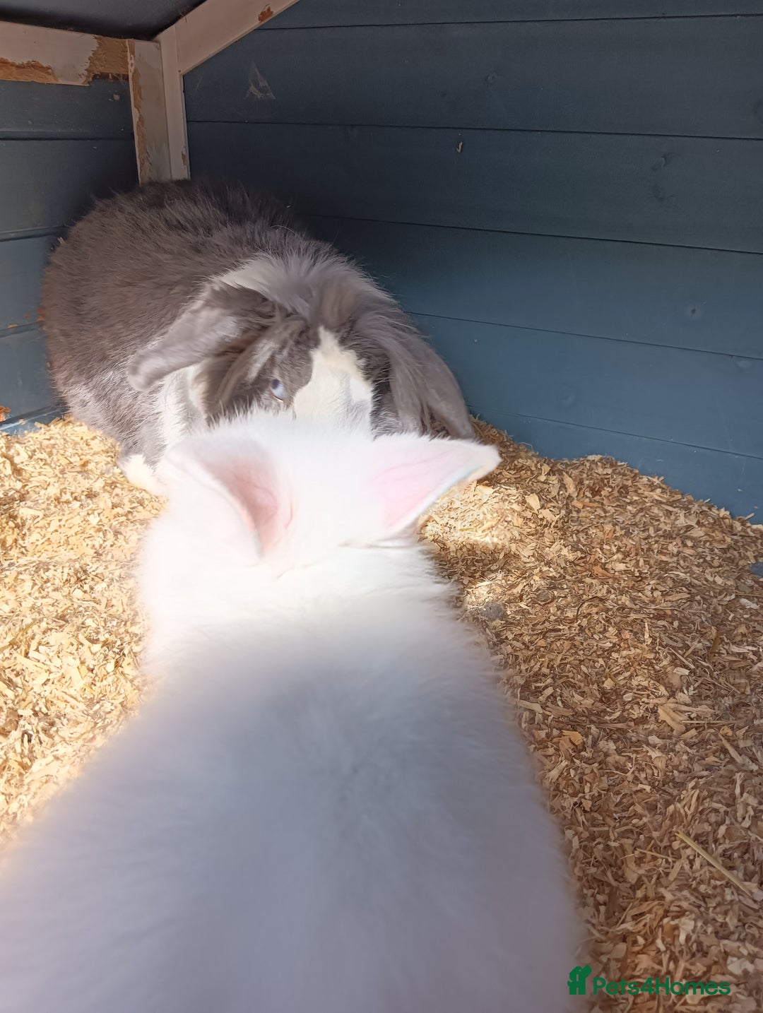 Mixed Breed rabbits for sale: Baby rabbits  - Image 6