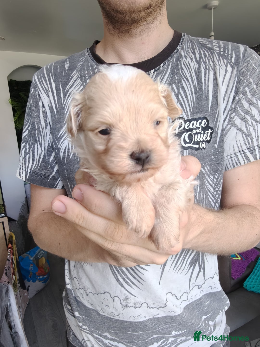 Maltipoo dogs for sale: F1B Toy Maltipoo  - Image 11