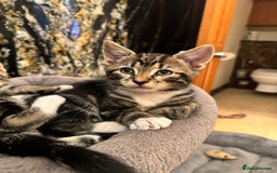 Mixed Breed cats for sale: ✨ Adorable Kittens Looking for Loving Homes ✨ - Image 7