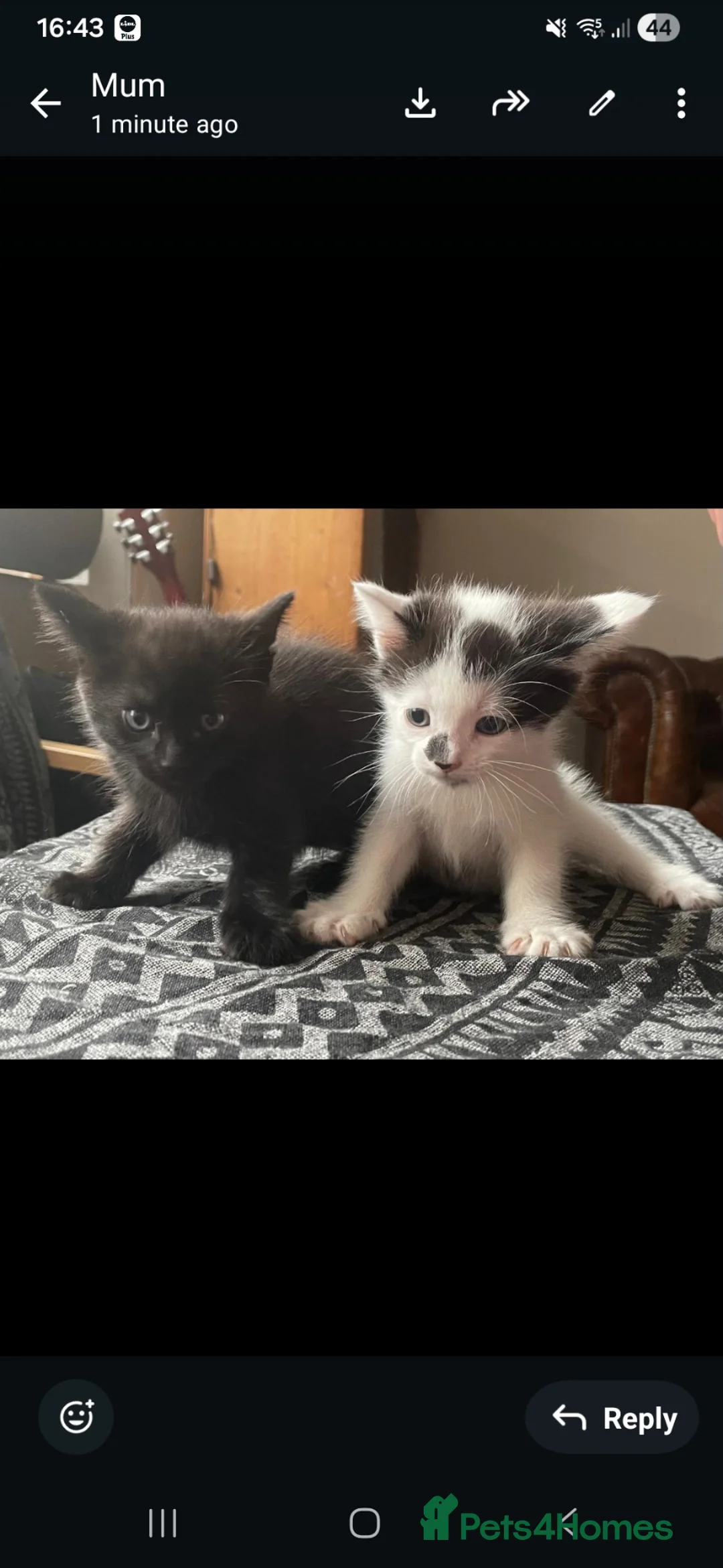 Mixed Breed cats for sale: Kittens for sale  in Prestonpans - Advert 4