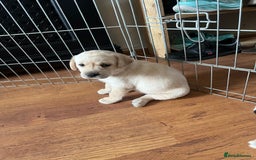 Labrador Retriever dogs for sale: Top Pedigree Labrador retriever puppies - Image 15