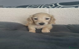 Miniature Dachshund dogs for sale: 2 male longhaired cream mini dachshunds. - Image 10