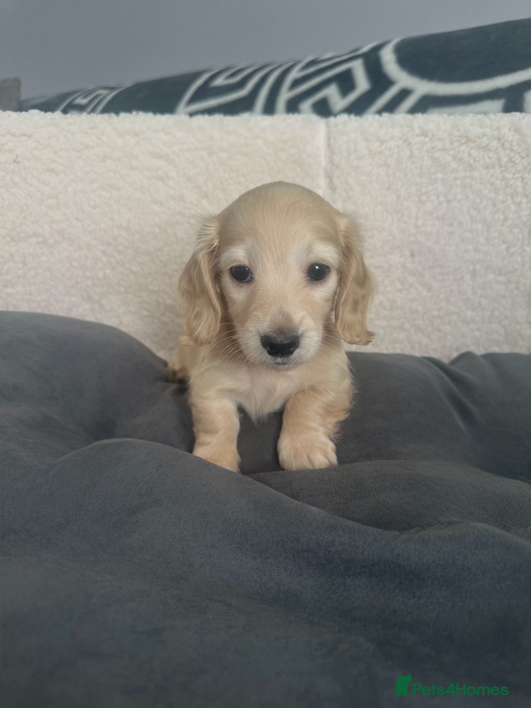 Miniature Dachshund dogs for sale: 2 male longhaired cream mini dachshunds. - Image 10