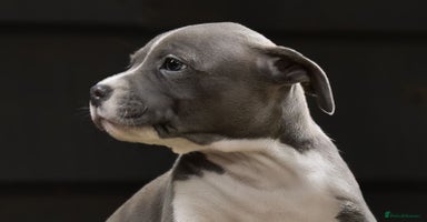 Staffordshire Bull Terrier dogs - Advert 12