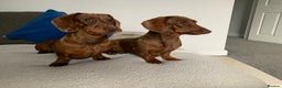 Miniature Dachshund dogs for sale: 2 miniature Dachshunds  - Advert 1