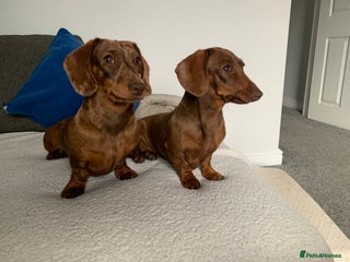 Miniature Dachshund dogs 2 miniature Dachshunds - Advert 1