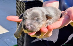Jack Russell dogs for sale: Miniature Lilac & Blue Jack Russell puppies  - Image 8