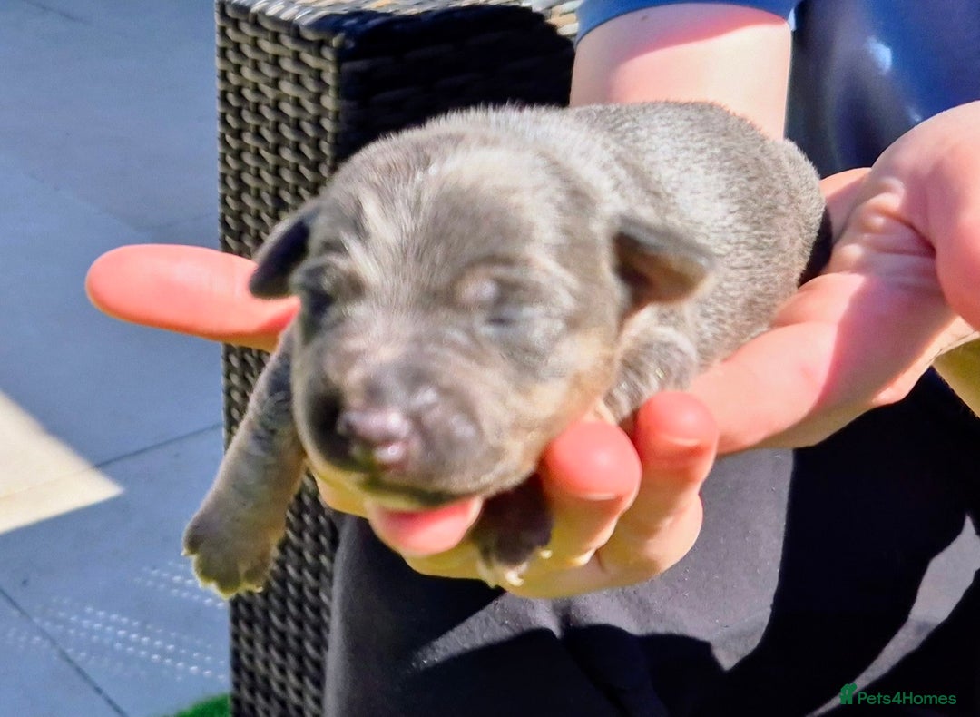 Jack Russell dogs for sale: Miniature Lilac & Blue Jack Russell puppies  - Image 8