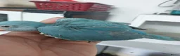 Conures birds for sale: Hnd reared tame conure indian ringnck and budgies  - Advert 8