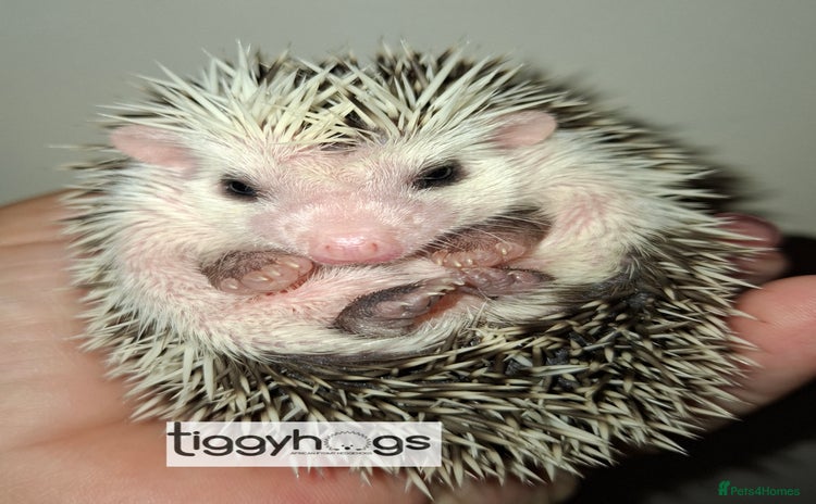 Pygmy Hedgehog rodents - Advert 5