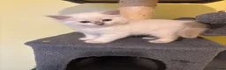 Ragdoll cats for sale: RARE CINNAMON CARRYING RAGDOLL KITTENS AVAILABLE  - Advert 21