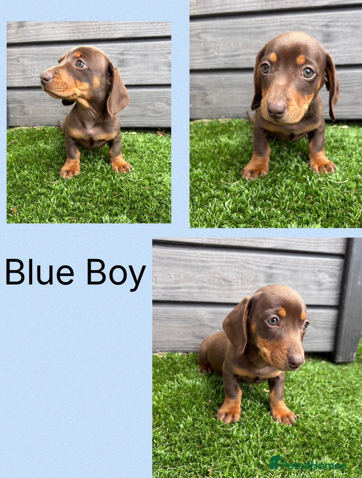 Miniature Dachshund dogs Miniture dachshunds  - Advert 18