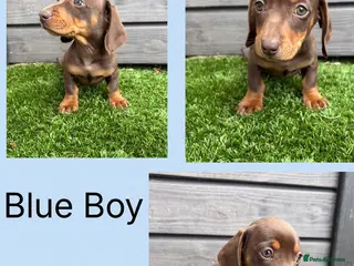 Miniature Dachshund dogs Miniture dachshunds - Advert 2