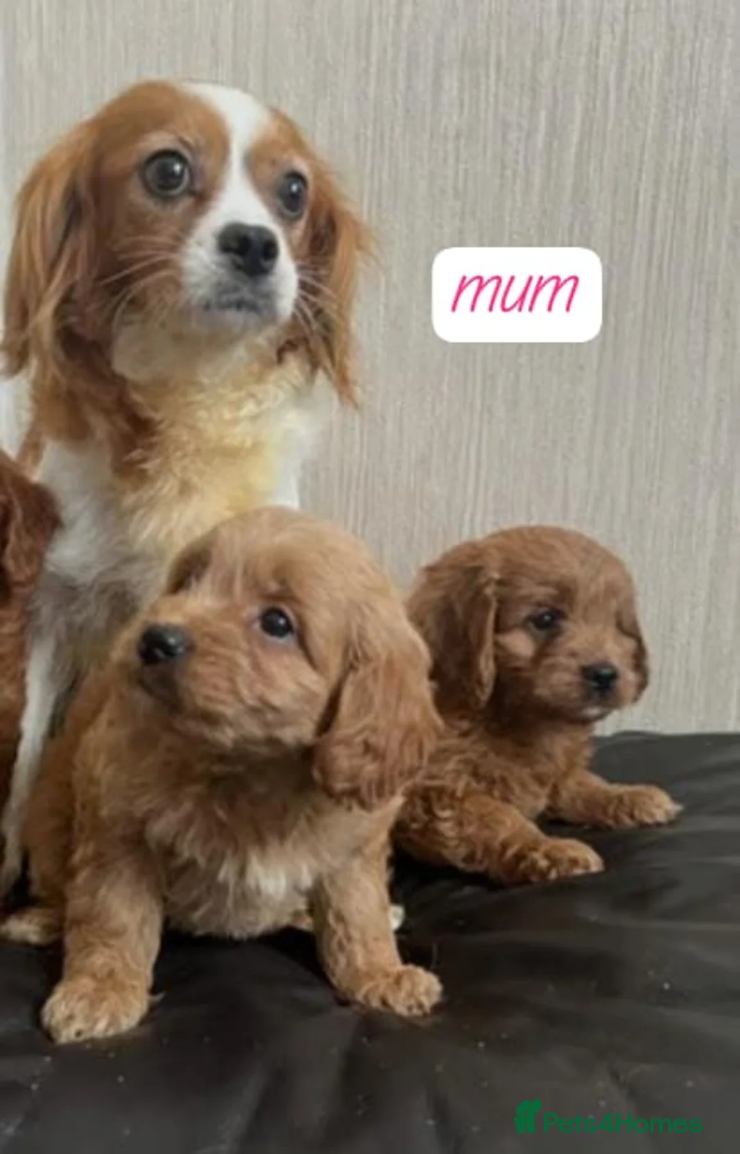 Cavapoo dogs for sale: cavapoo puppies - Advert 4