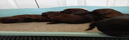 Cocker Spaniel dogs for sale: DNA tested cocker spaniels - Advert 15