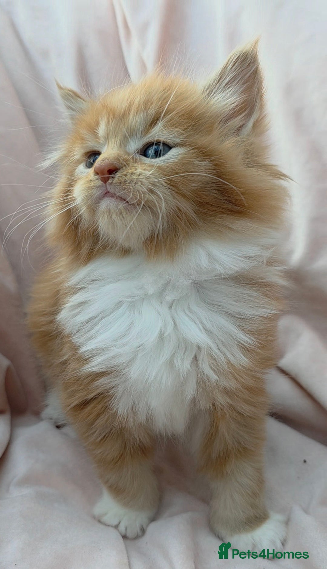 Maine Coon cats for sale: Fluffy Maine Coon Kittens for Sale - Advert 11