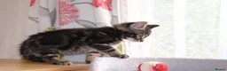 Mixed Breed cats for sale: Tabby Kittens Ready for Collection  - Advert 7