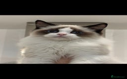 Ragdoll cats for sale: TICA REGISTERED RAGDOLL'S CHAMPION LINES. - Image 13