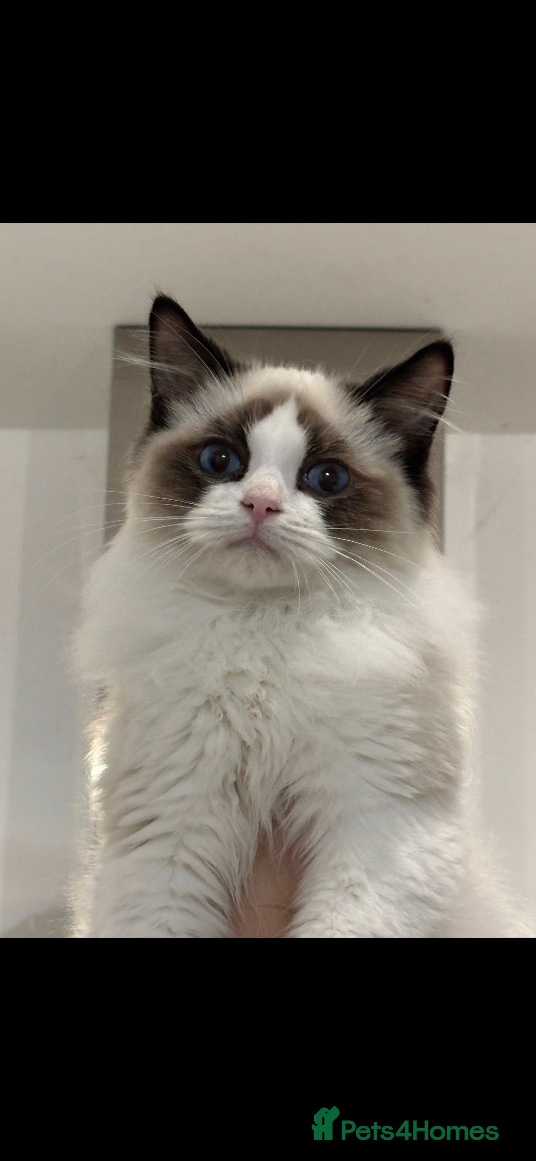 Ragdoll cats for sale: TICA REGISTERED RAGDOLL'S CHAMPION LINES. - Image 13