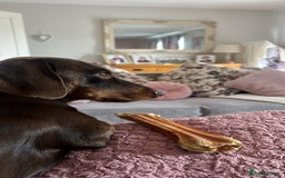 Miniature Dachshund dogs for stud: Miniature dachshund for stud - Advert 6