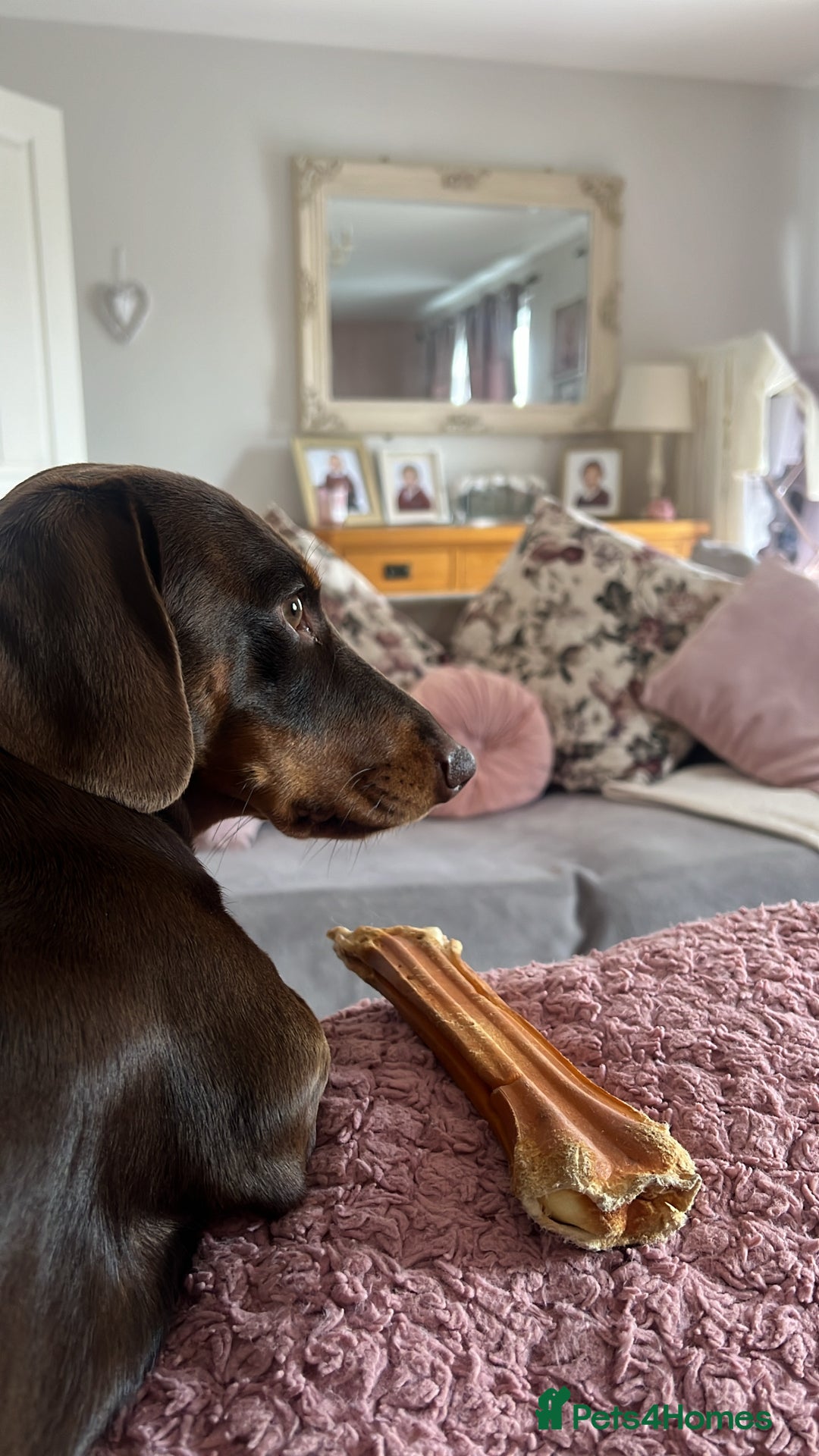 Miniature Dachshund dogs for stud: Miniature dachshund for stud - Advert 6