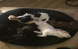Sproodle dogs for sale: Beautiful litter of F2 Sproodles  - Image 8