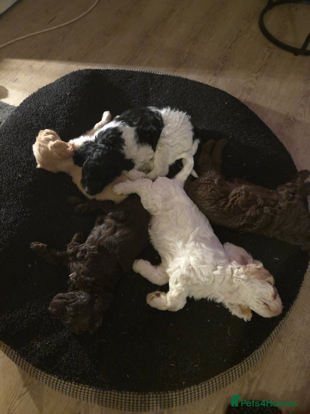 Sproodle dogs for sale: Beautiful litter of F2 Sproodles  - Image 8