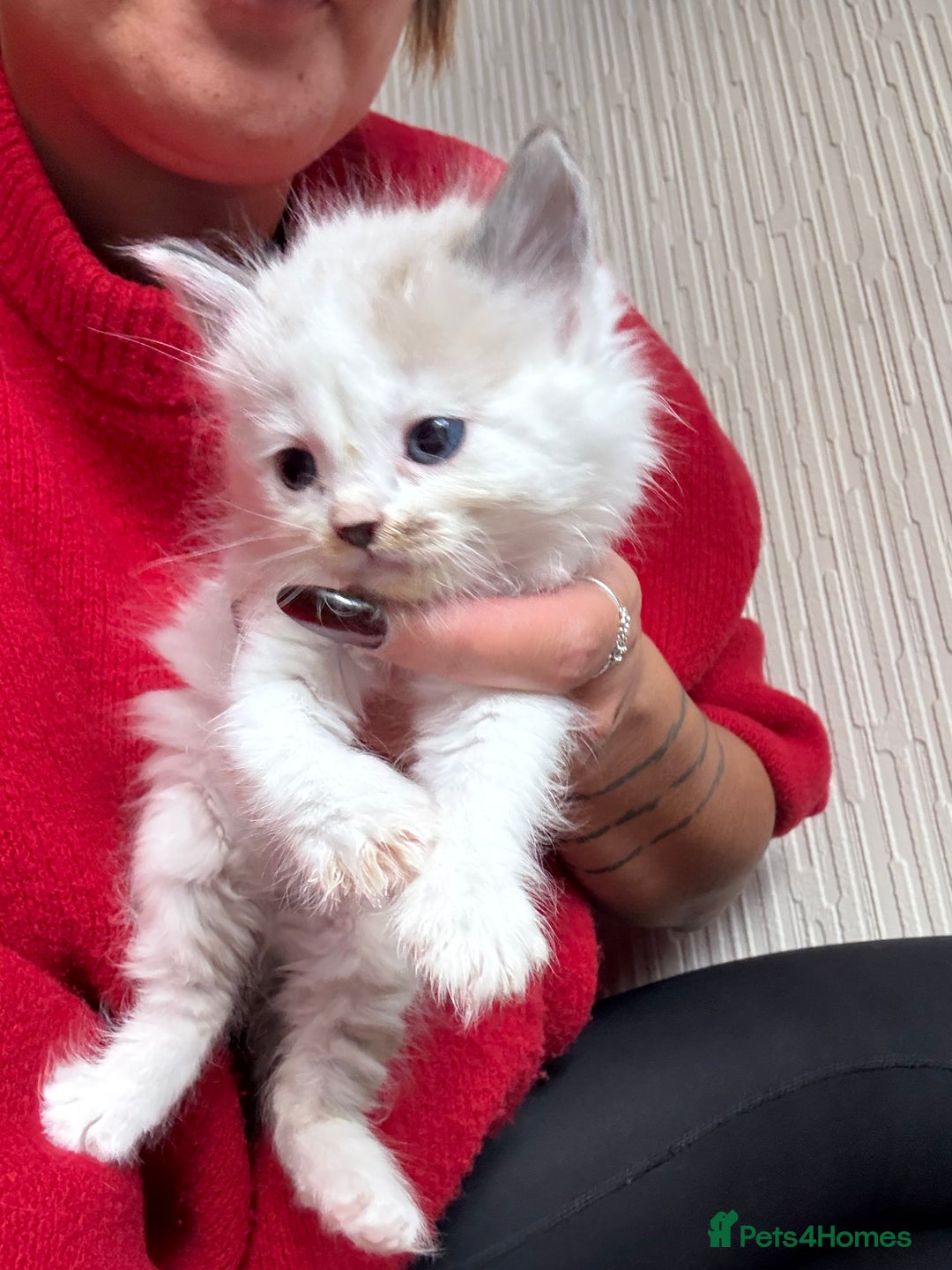 Ragdoll cats for sale: Ragdoll kittens - please read advert  - Image 9