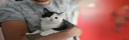 Mixed Breed cats for sale: 5 adorable kittens are ready for new homes - Advert 5