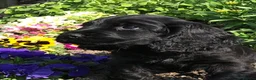 Cocker Spaniel dogs for sale: Stunning KC Pedigree Show type Cocker Spaniels - Advert 6