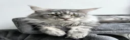 Maine Coon cats for stud: TICA ACTIVE MAINE COON STUD - Advert 5