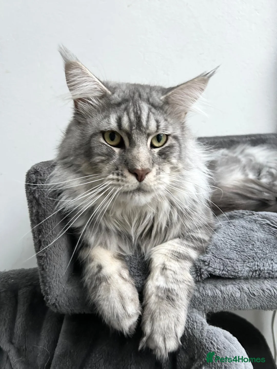 Maine Coon cats for stud: TICA ACTIVE MAINE COON STUD - Advert 5