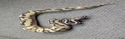 Python Snake reptiles for sale: 2025 Royal Pythons available  in Telford - Advert 13