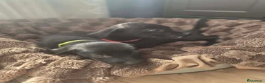 Labrador Retriever 3